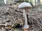 Szürke selyemgomba (Amanita vaginata), Retyezát. Egyes példányai emlékeztethetnek a gyilkos galócára